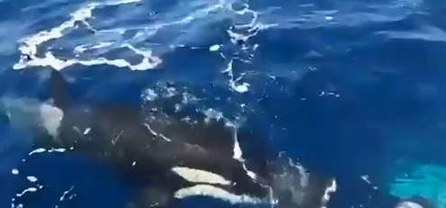 Cận cảnh cá voi sát thủ tấn công thuyền ngoài khơi 